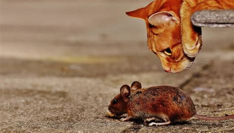 Why Do Cats Kill Mice Explained All About Pets