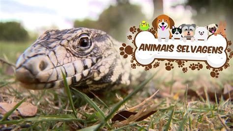 Conheça Curiosidades Dos Animais Selvagens Youtube