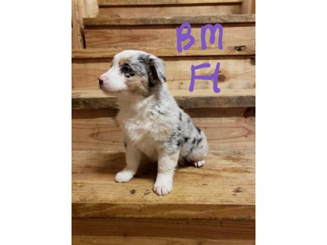 Blue Merle And Black Tri Mini Aussie Puppies For Sale Ava Puppies For