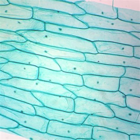 Typical Plant Cell Microscope Slides