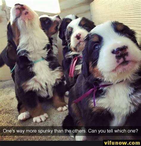 28 Funny Memes Of Todays Bernese Mountain Dog Puppy Mountain Dogs