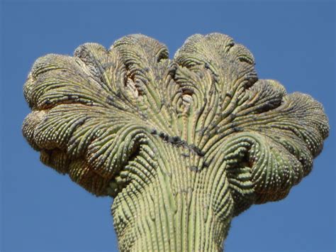 How fast the saguaro grows depends on where it stands and how much water is available. Voyage of Valdesca: a Drascombe longboat: Rollin', rollin ...