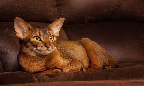 Cat With Big Ears And Nose