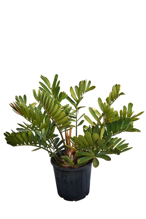 It is drought and salt tolerant making it a great plant to use on the coast. Zamia furfuracea (Cardboard Cycad)