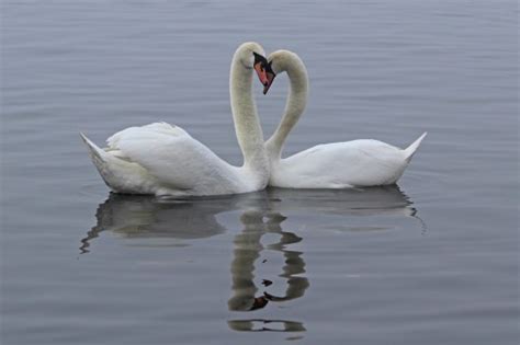 Swans Courtship Dance Earthstar