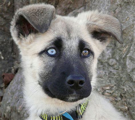 25 Best Photos Blue German Shepherd Puppies Price Blue Bay Shepherd