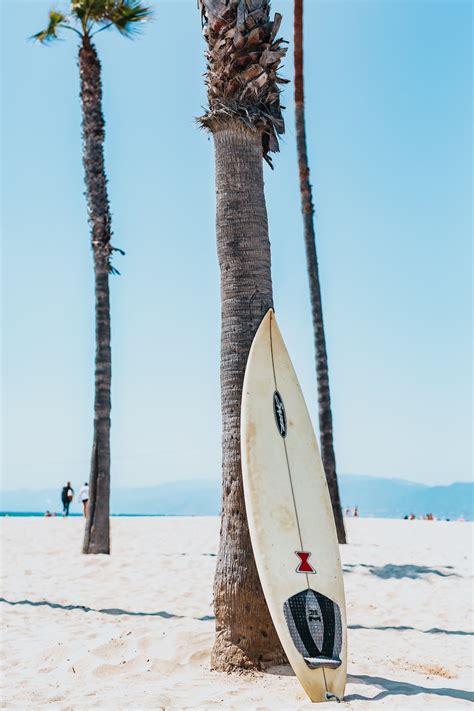 White And Black Surfboard Leaning On Gray Mexican Palm Tree Photo