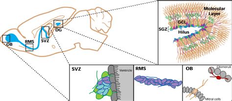 Adult Neurogenesis Occurs Primarily In The Subventricular