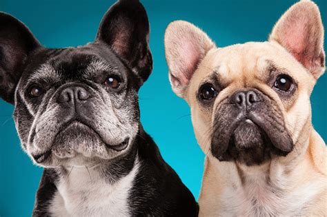 Fonds Decran Chien Arrière Plan Coloré Deux Bulldog Museau Animaux
