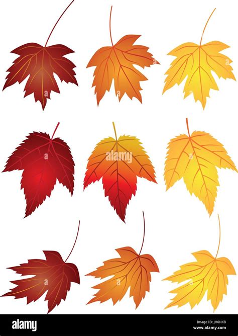 Changing Colors Of Maple Leaves Stock Vector Images Alamy