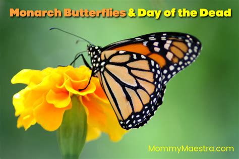 Monarch Butterflies And Day Of The Dead Laptrinhx News