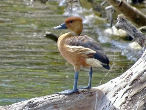 05262022 Fulvous Whistling Duck