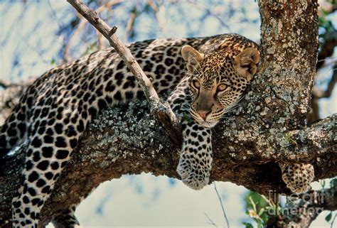 Leopard Resting In Tree By Greg Dimijian
