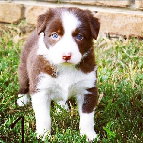 First Photo Of Our New Chocolate Border Collie Aww
