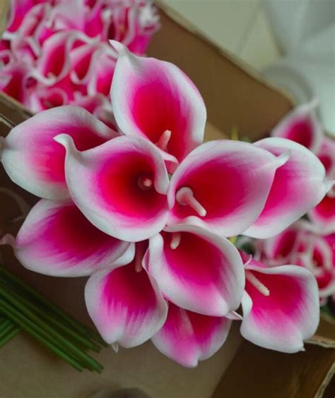 Pcs Hot Pink Picasso Calla Lilies Real Touch Flowers For Silk Wedding