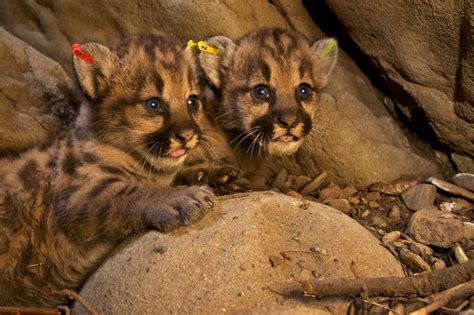 These Baby Mountain Lions Are Too Cute For Words