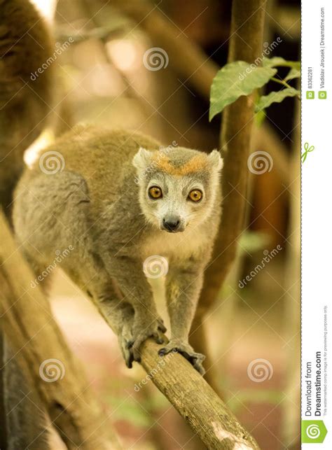 Male Crowned Lemur Eulemur Coronatus Watching The Photographer Amber