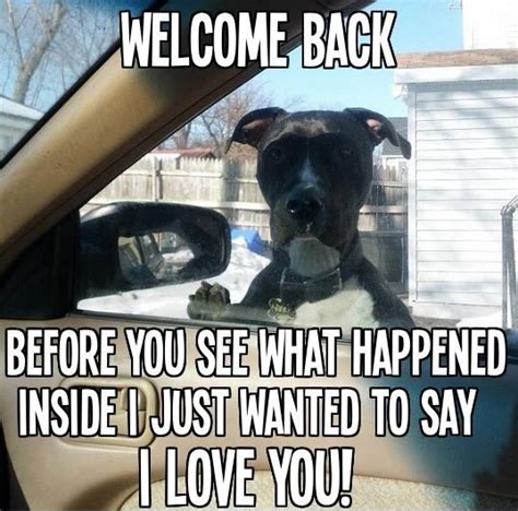 Funny welcome back quotes for friends. Welcome back | Dog abuse, I love dogs, Dog love