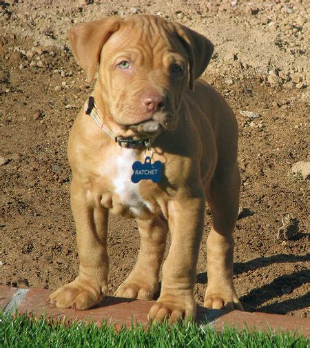 These puppies make great pets. Ratchet the Mastiff Mix | Puppies | Daily Puppy
