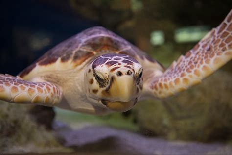 Loggerhead Sea Turtle South Carolina Aquarium