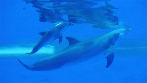 Dolphin Calf Born At Illinois Zoo Dies At Less Than A Week Old