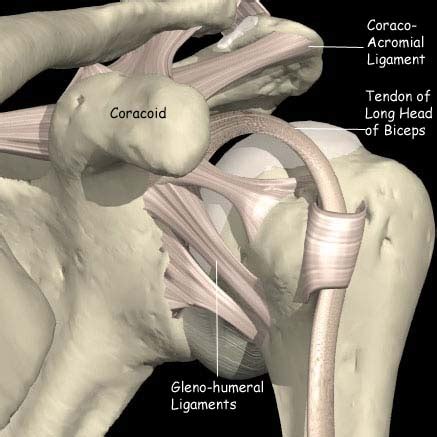 The long head biceps tendon travels through the shoulder joint making it more prone to injury such as a partial tear, rupture, or tendonitis. Rotator cuff tear | St. George's Shoulder Unit
