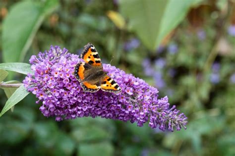 They are drought resistant and continue to produce nectar in the long days of summer. Plants to attract butterflies | Toronto Star