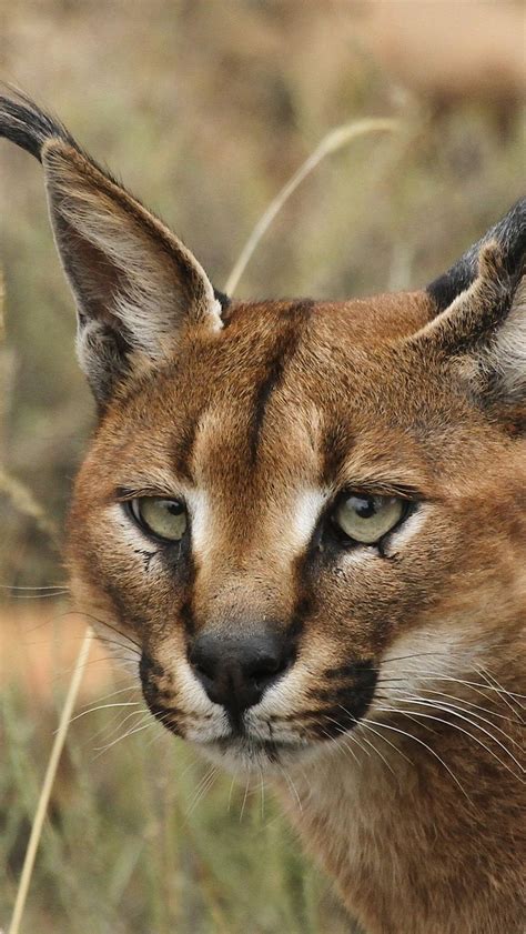 Caracal Wallpapers Top Free Caracal Backgrounds Wallpaperaccess