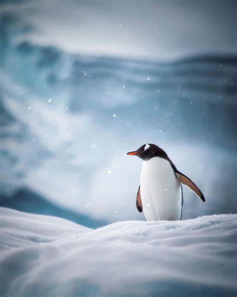 Penguin Antarctica I Love Winter Antarctica Snowfall Winter Scenes