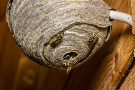 prevent wasps  building  nest thriftyfun