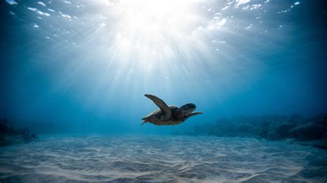 Wallpaper Sea Turtles Turtle Underwater Water Blue Sunlight