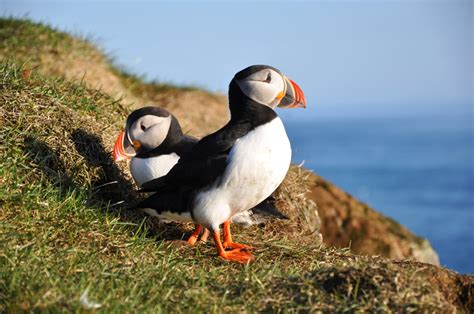 Iceland Bird Watching Holidays Principally Puffins The Travelling
