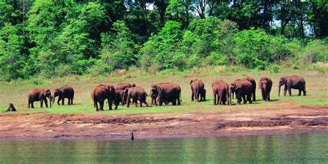 Must Visit Places In Thekkady Periyar Wildlife Sanctuary Woodnote