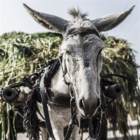 Ejiao The Illegal Trade Thats Bringing Donkeys To The Brink Of