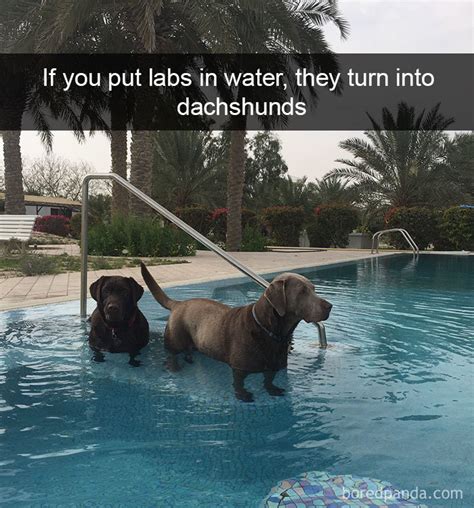 10 Hilarious Dog Snapchats That Are Impawsible Not To Laugh At New Pics