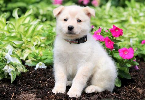 Samoyed are easygoing, not terribly athletic; Vanessa | Samoyed Mix Puppy For Sale | Keystone Puppies