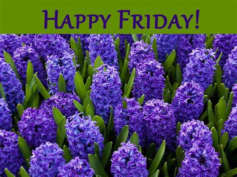 Happy Friday Purple Flowers Bulb Flowers Spring Flowering Bulbs