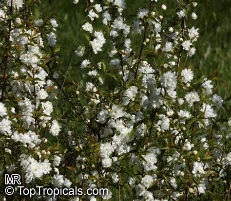 Free shipping on orders over $99 with arrive alive guarantee from the tree center. Prunus glandulosa, Prunus japonica, Cerasus glandulosa ...