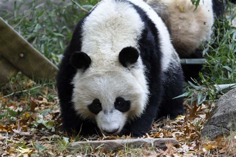 Panda Updates Wednesday July 17 Zoo Atlanta