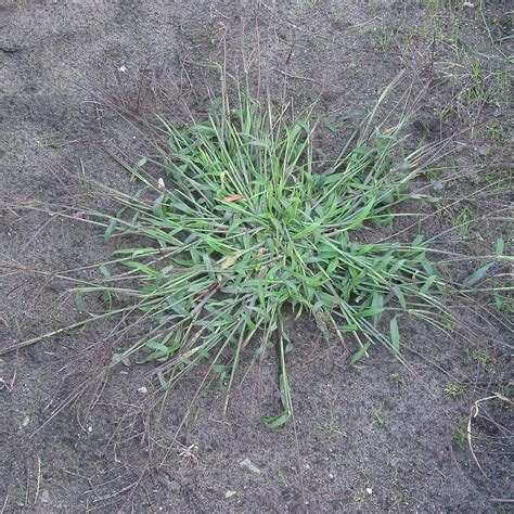 Crabgrass What It Is And How To Control It