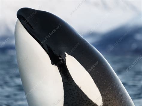 Orca Spyhopping Kvanangen Troms Norway Stock Image C0496395