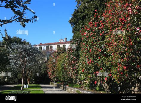 Garden With Camellia Japonica And Eucalyptus Isola Madre Borromean
