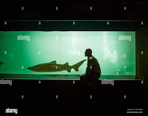 Man Watching Shark In Aquarium Stock Photo Alamy