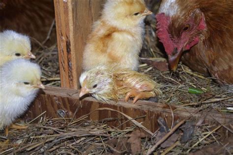 Saving Homestead Hatching Chicks With Broody Hens