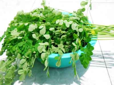 Resep sayur daun kelor ini tak hanya bisa diolah menjadi sayur bening. Segarnya Sayur Bening dari Daun Kelor - Daun Ijo