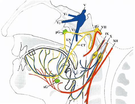 Action of extrinsic muscles on movements of tongue: Schematic overview of the innervation of the tongue and ...