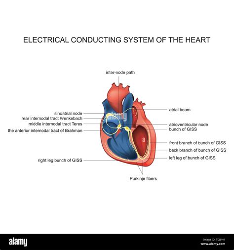 Vector Illustration Of Electric Conducting System Of The Heart Stock