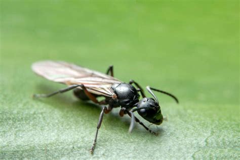 Questa formica ha un colore nero, risulta lucida e ha una lunghezza di circa 3 mm massimo. I rimedi naturali per scongiurare l'invasione delle ...