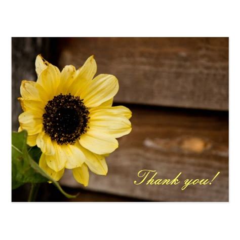 Sunflower Thank You Zazzle