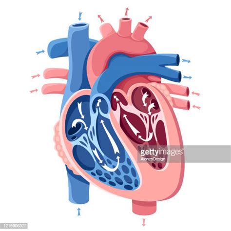 Human Heart Anatomy Vector Photos And Premium High Res Pictures Getty